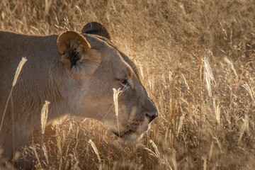 Poster - Lioness walking slowly in tall dried grass