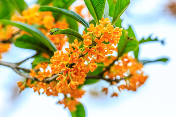 Beautiful osmanthus blooms on the osmanthus tree