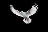 White dove flying on black background and Clipping path .freedom concept and international day of peace 
