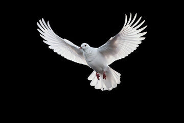 Canvas Afdrukken
 - White dove flying on black background and Clipping path .freedom concept and international day of peace 
