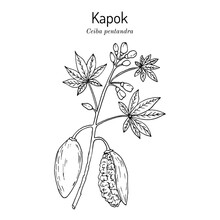 Kapok Or Java Cotton (Ceiba Pentandra ), Medicinal Plant