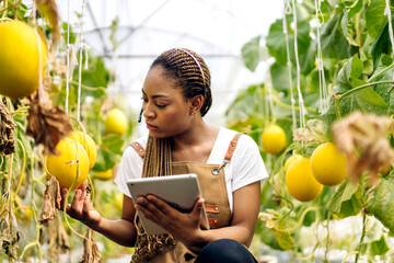 Portrait of of owner african american woman business farmer check quality product, agriculture, healthy, fruit, watermelon in greenhouse melon organic farm