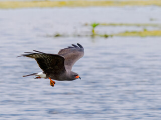 Wall Mural - snail kite - Rostrhamus sociabilis plumbeus - handsome grey male in flight with apple snail in his talons with water background