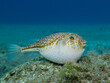 Blown up pufferfish in the Mediterranean Sea 