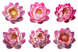 Assorted pink lotus flower heads on transparent PNG background. Generative AI.