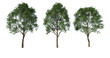 Drzewo liściaste na białym tle, render 3d, do wizualizacji i grafiki