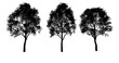 kontur drzewa liściastego, czarny kształt na białym tle, render 3d, do wizualizacji i grafiki
