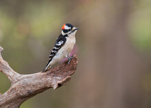  Woodpecker On Perch