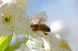 A bee collects nectar from flowers from a cherry tree. Spring.