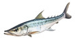 illustration of a barracuda fish on transparent background