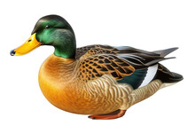 Illustration Of A Duck On Transparent Background