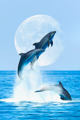 Poster - Group of dolphins jumping on the water - Beautiful seascape and blue sky