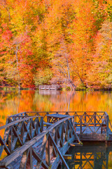 Poster - Autumn forest landscape reflection on the water with - Autumn landscape in (seven lakes) National park of  Yedigoller, Bolu 