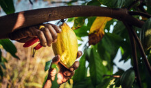 Close-up Hands Of A Cocoa Farmer Use Pruning Shears To Cut The Cocoa Pods Or Fruit Ripe Yellow Cacao From The Cacao Tree. Harvest The Agricultural Cocoa Business Produces.
