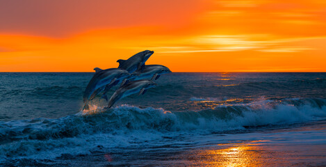 Poster - Group of dolphins jumping on the water - Beautiful seascape 