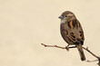 Sparrow bird perched on tree branch. House sparrow female songbird (Passer domesticus) sitting singing on brown wood branch with yellow gold sunshine negative space background. Sparrow bird wildlife.