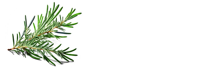  Rosemary Isolated on White Background Top View - Post-processed Generative AI
