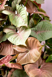 Fototapeta Londyn - Pink Syngonium Leaves