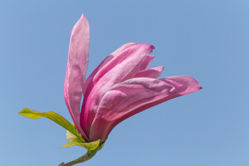 Canvas Print - magnolia tree blossom against blue sky