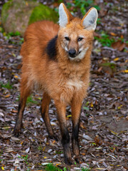 Wall Mural -  maned wolf in the wild