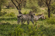 Zebras im Tarangire Nationalpark