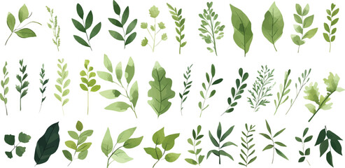  A Branch, Limb, Leaf, Leaves, of Grenn Tropical Tree (Fern, Eucalyptas, Herbs and Others Foliage) in Set of Watercolor Vector Style