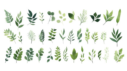 Wall Mural -  A Branch, Limb, Leaf, Leaves, of Grenn Tropical Tree (Fern, Eucalyptas, Herbs and Others Foliage) in Set of Watercolor Vector Style