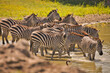 Zebras am Wasserloch