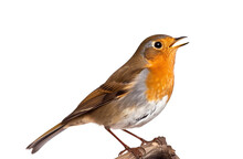 European Robin Singing Looking Left  Isolated On Transparent Background, Png, Created Using Generative AI Tools.