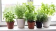 © Pro Hi-Res - Different aromatic potted herbs on windowsill indoors. Generative AI.