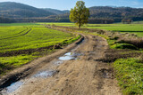 Fototapeta  - polna droga z kałużami, drzewo, góry w tle
