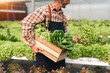© Natee Meepian - Farmer harvesting vegetable from hydroponics farm. Organic fresh vegetable, Farmer working with hydroponic vegetables garden at greenhouse