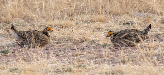 Endangered Lesser Prairie-Chickens on the New Mexico Prairie