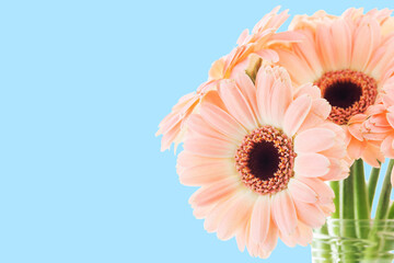 Canvas Print - Gerbera Daisy Flowers bacgkround. Isolated on blue bouquet. Dreamy bright floral background. Empty copy space on the right side. Pink pastel color flower.