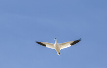 Snow Goose (Chen Caerulescens) Flying In Blue Sky