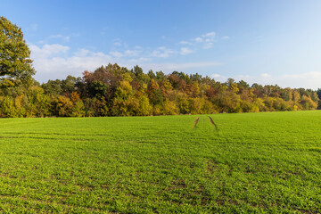 Wall Mural - forest with colorful trees in the autumn season