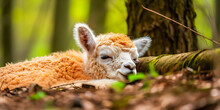 Furry Alpaca Sleeping In A Meadow During Spring - Generative AI