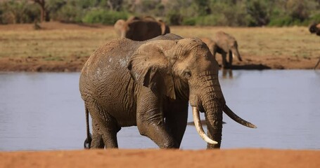 Poster - Elephants walk in the tsavo reserve