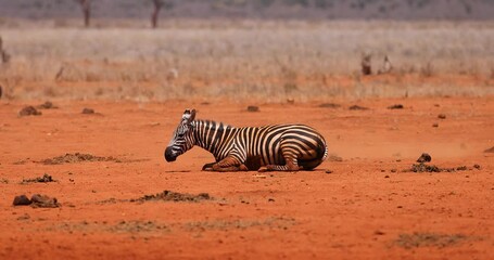 Wall Mural - a zebra rolls in the dust in the savannah