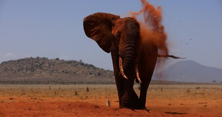 Wall Mural - An elephant throws up dust in the tsavo reserve