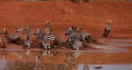 Wall Mural - zebras scared at a watering hole in tsavo game reserve