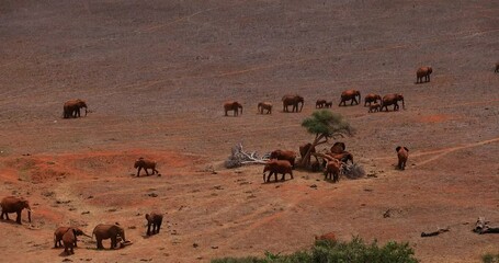 Wall Mural - Elephants walk in the tsavo reserve