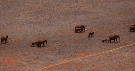 Wall Mural - Elephants walk in the tsavo reserve