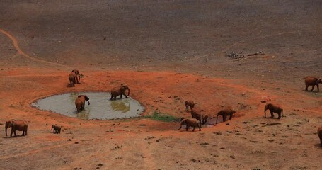 Wall Mural - Elephants walk in the tsavo reserve