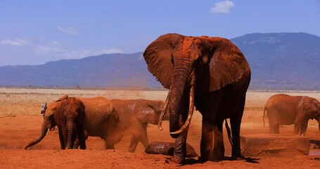 Wall Mural - An elephant throws up dust in the tsavo reserve