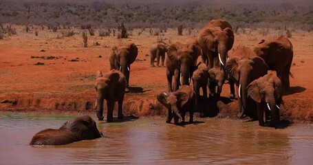 Wall Mural - Elephants throw water in the reserve of tsavo