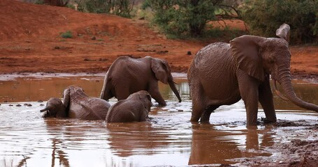 Wall Mural - Elephants throw water in the reserve of tsavo