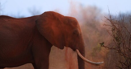 Wall Mural - An elephant throws up dust in the tsavo reserve