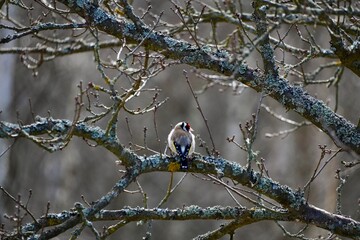 wild nature captured on sony alpha camera