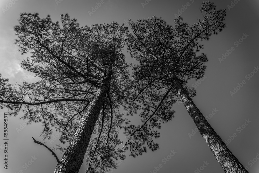 Black and white. Two longleaf pine (Pinus palustris) trees reach to sky ...